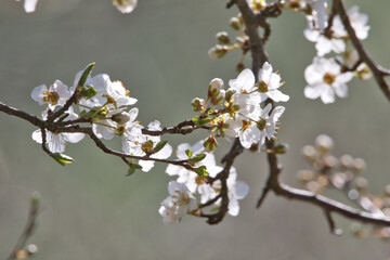Reneclaudenblüten