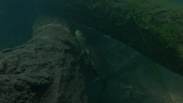 European pond turtle (Emys orbicularis) rests on a submerged log before swimming toward the lake bed.
