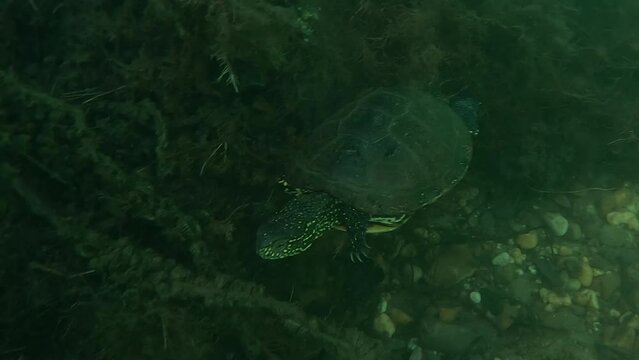 European pond turtle (Emys orbicularis) swims along the bottom of a lake.