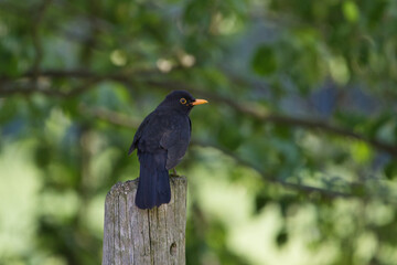 Amsel