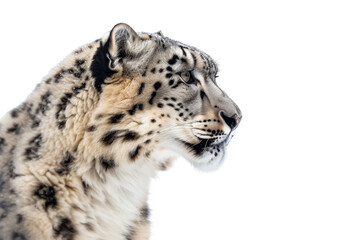 Side profile of a majestic snow leopard with clear white fur and black spots against a clean transparent background. showcasing its elegant features.