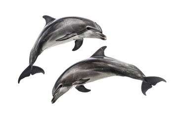 Two dolphins swimming together on a transparent background. showcasing their streamlined bodies and graceful movements in the water.