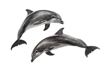 Two dolphins swimming together on a transparent background. showcasing their streamlined bodies and graceful movements in the water.