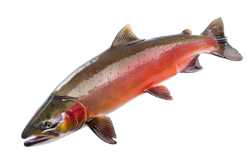 High-resolution image of a brightly colored fish on transparent background. perfect for educational materials, marine biology references, and aquatic themes.