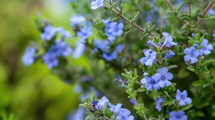 Close up of thyme plant with blooming and seeding featuring blue flowers