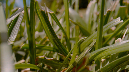 CLOSE UP, DOF: Detailed view of mowed green lawn on a sunny day in the backyard