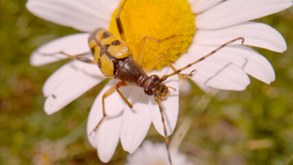 MACRO, DOF: Spotted longhorn beetle moving around blooming oxeye daisy flower