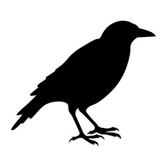 Obraz premium crow silhouette, crow icon vector illustration