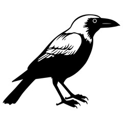 Fototapeta premium crow silhouette, crow icon vector illustration