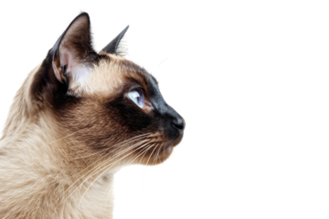Side profile of a Siamese cat with blue eyes and dark brown fur on head and ears, set against a transparent background.