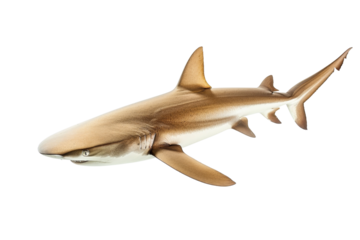 High-resolution image of a sleek shark swimming in a clear ocean, showcasing its powerful body and sharp fins, ideal for marine life and nature themes.