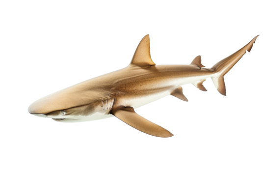 High-resolution image of a sleek shark swimming in a clear ocean, showcasing its powerful body and sharp fins, ideal for marine life and nature themes.