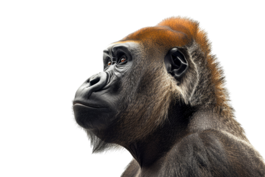 Close-up side view of a majestic gorilla with a contemplative expression, showcasing its strong features and detailed fur texture.