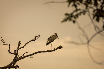 Asian openbill stork, Anastomus oscitans, large wading bird perching on tree branch in forest park, it's also called open-beak because the two parts of the bill touch only at the base and tip