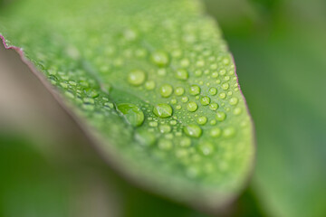 雨に濡れた葉っぱ