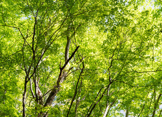 美しい新緑の森