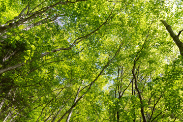 美しい新緑の森