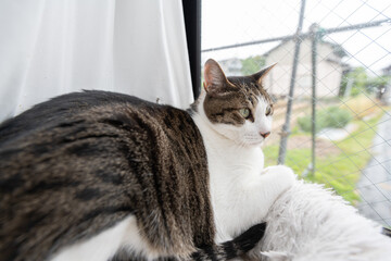 窓辺でくつろぐ可愛い猫　キジトラ白