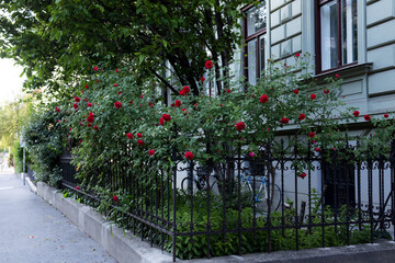 Red terry roses are blooming in the front garden. City Street