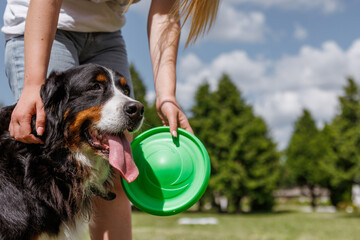 The owner is in the park playing fetch with their dog using a flying disc on a sunny day