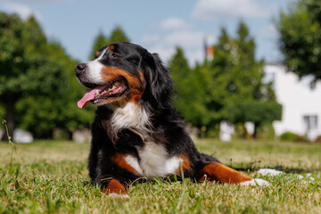 portrait of a large beautiful dog with his tongue hanging out against the sky, Bernese Mountain Dog bottom view