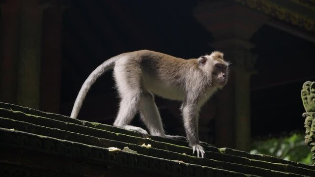 Long-Tailed Macaque walking on stone roof of structure in Ubud Monkey Forest.