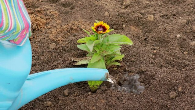 Close-up of watering a flower of rudbeckia toto rustic. Concept of Gardening. Springtime summer countryside vacation.