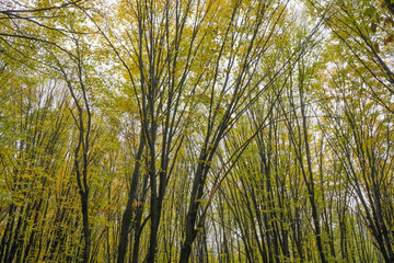 Fototapeta premium Trees with yellow leaves in the forest in autumn. Natural landscape. Nature.