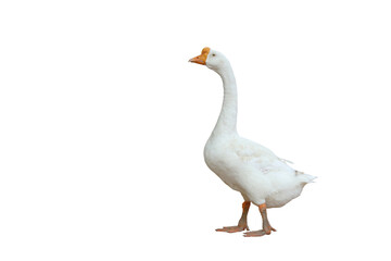 Beautiful American pekin isolated on transparent background png file