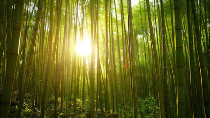Fototapeta premium Dense bamboo forest with sunlight background 