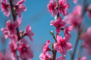 tree with pink peach flowers is in full bloom. The flowers are large and bright, and they are scattered throughout the tree. The tree is surrounded by a clear blue sky.