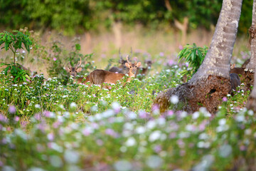 A group of mature hog deer male among the grass field on remote island of Thailand