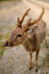 A close up shot of young hog deer male in the forest walkway.