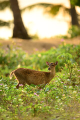 A mature hog deer female in the grass field at the beatiful sunset time.