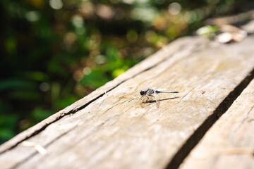 A dragonfly perches on a wooden railing.
