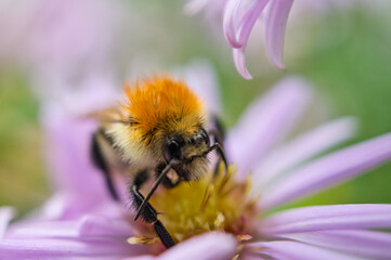 Bumblebee on a flower collecting nectar. Insect on a flower with pollen in nature