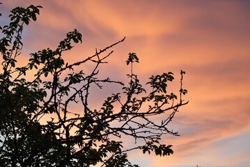  Sunset orange sky over branches of old tree in garden.                              