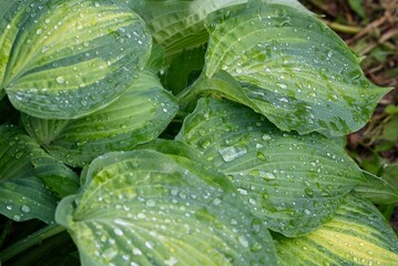  Green leaves of a hosta plant covered with large drops of rain.                              