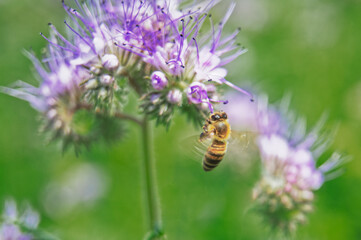 Honeybee on lilac flower collecting nectar and pollen