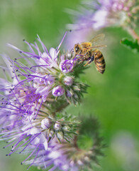 Honeybee on lilac flower collecting nectar and pollen
