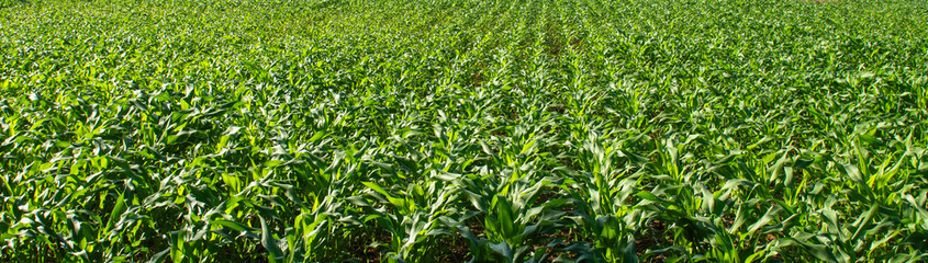 corn field agriculture growth nature sky planting green plants vegetarian food