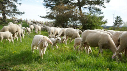 Schafherde, Osterlamm, kleines Lamm auf grüner Wiese, Görauer Anger