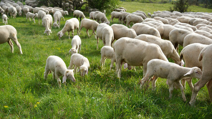 Schafherde, Osterlamm, kleines Lamm auf grüner Wiese, Görauer Anger