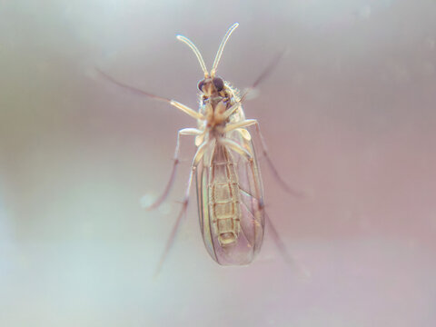 Macro of an isolated fly from the bottom with pastel colors