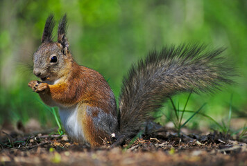 squirrel