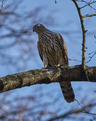 Sparrowhawk