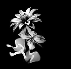 white flower on black background
