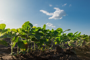 Close up of the soy bean plant