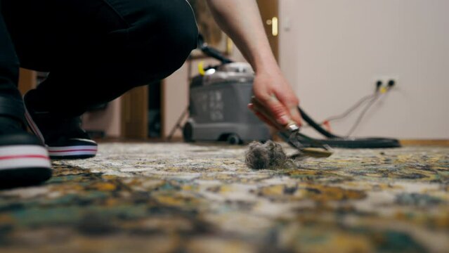 close up in the apartment master cleaner cleans the carpet using a wool scraper professional cleaning