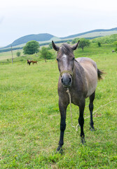 A beautiful dark brown horse looks at the camera on a grass field. The other two are in the background